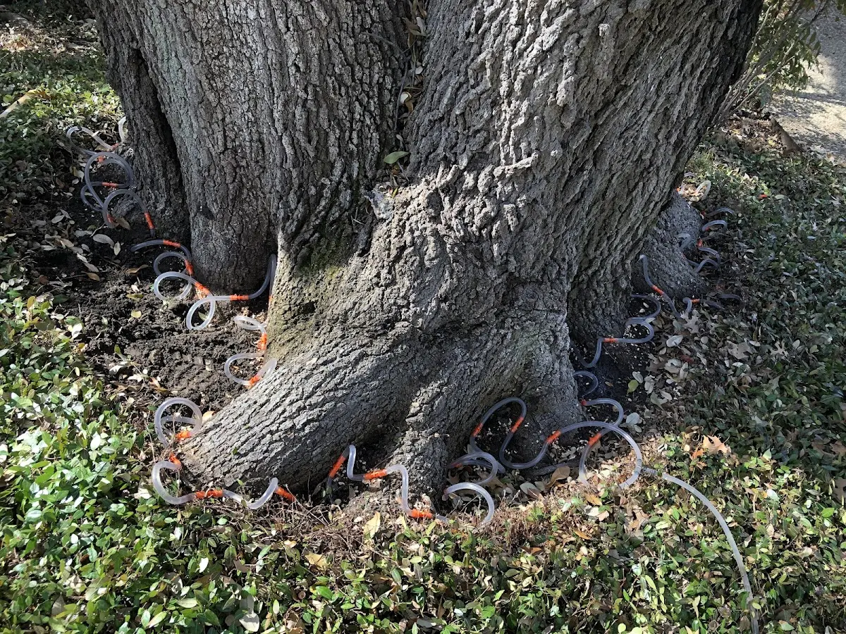 Detailed Tree Cabling and Bracing job site in Mountville